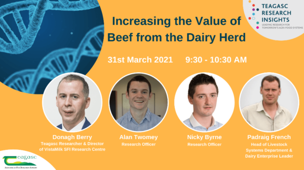Increasing the Value of Beef from the Dairy Herd
