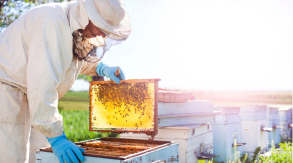 Beekeeping Courses